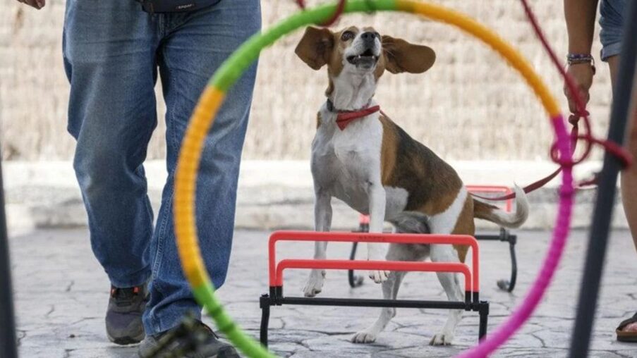 Trufa, la perrita que ayuda a mejorar el bienestar de las personas con discapacidad en España​