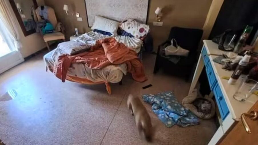 Desmantelan en Elche un centro ilegal de cuidados de personas dependientes tras la muerte de un joven con parálisis cerebral​