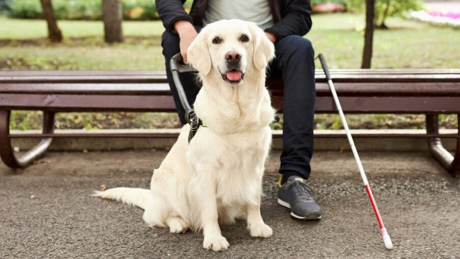 CERMI insta a Renfe a ceder sin coste el asiento contiguo de las personas con discapacidad para sus perros guías​